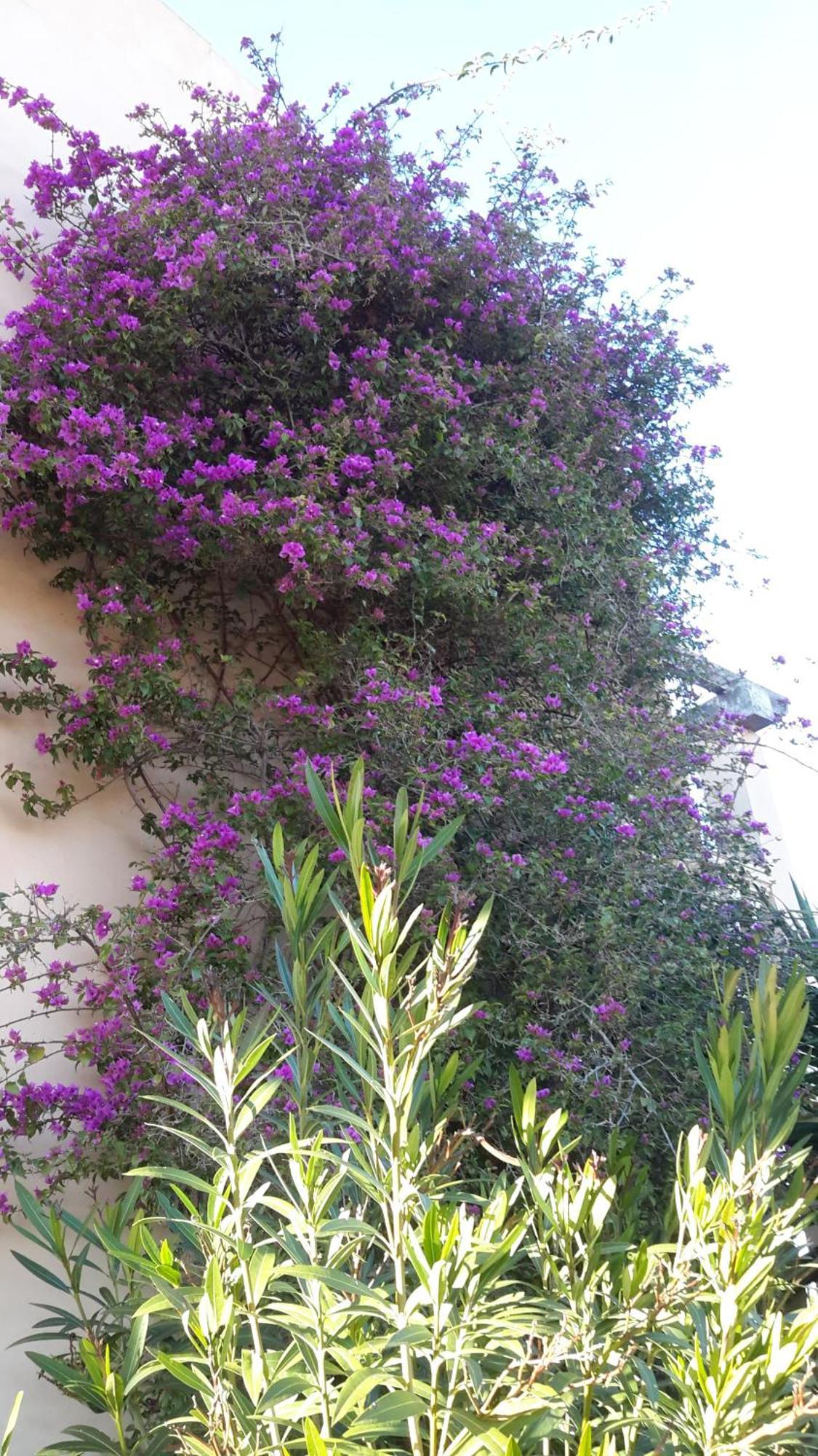 Finca Alqueria Fosca 캄포스 외부 사진